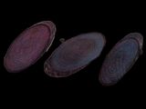 three slices of beetroot sitting on top of each other on a black surface