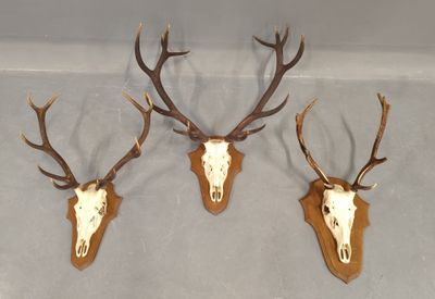 trois têtes de cerfs accrochées au mur, avec leurs bois encore attachés