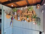 many plants hanging on the wall in the room