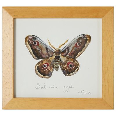 Olga BILOSHENKO (1977) "Grand paon de nuit", aquarelle et en…