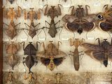 a display of insects in a wooden frame on the wall