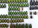 a lot of beetles that are on display on the wall