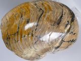 a picture of a shell on a white surface