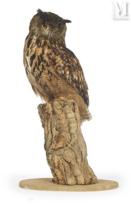 an owl that is sitting on top of a tree stump