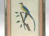 painting of a blue and yellow bird sitting on top of a tree branch