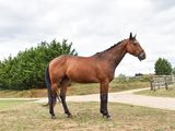a brown horse that is standing in the grass