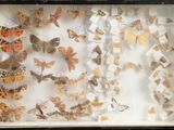 a shadow box with a lot of butterflies in it