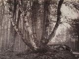 Photo 29/42 du lot