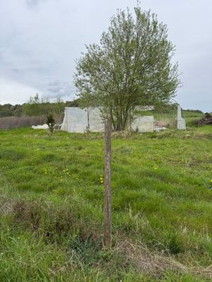 a small tree in the middle of a grassy field