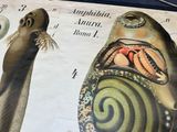 two sea lions that are standing on a table