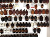 a lot of bugs that are on display in a box