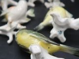 beaucoup d'oiseaux posés sur une table