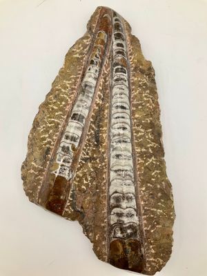 une photo d'un morceau de roche posé sur une surface blanche