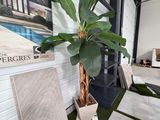 une plante en pot placée au milieu d'une pièce