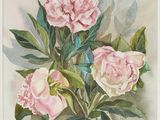 painting of three pink peonies with green leaves on a white background