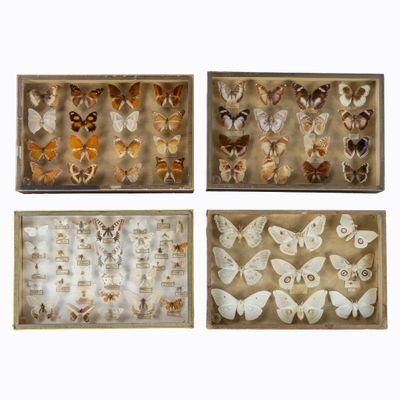 quatre espèces différentes de papillons dans une boîte en bois sur fond blanc