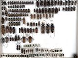 a lot of bugs that are on display in a frame