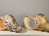 deux coquillages posés sur un socle blanc, devant un mur gris