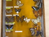 a picture of a display of butterflies in a wooden frame
