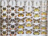 une vitrine contenant de nombreuses espèces différentes de papillons