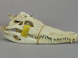a white animal skull with a yellow tag on it