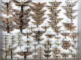 de nombreux papillons de nuit exposés dans une vitrine blanche