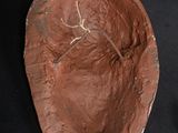 a clay sculpture of a leaf on a black surface