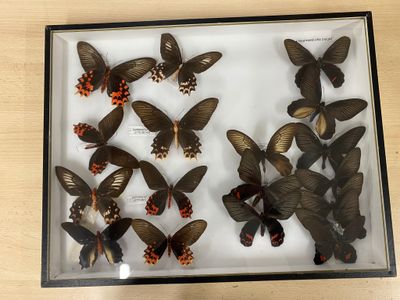 a lot of butterflies that are in a glass box