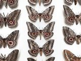 many different types of moths displayed in a display case
