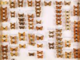 de nombreux papillons exposés dans une vitrine