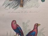 deux oiseaux assis sur une branche d'arbre