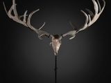 a deer skull with antlers on a black background