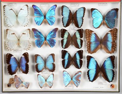 de nombreux papillons exposés dans une vitrine