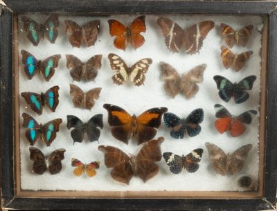 de nombreux papillons exposés dans une boîte-cadre