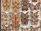 many different types of moths on display in a wooden frame