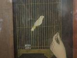 a picture of a bird in a cage hanging on a wall