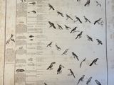 a lot of birds that are flying in the sky