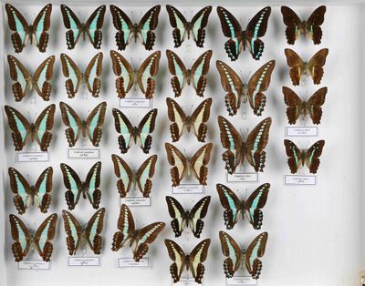 de nombreux papillons exposés dans une boîte blanche