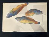 three fish that are sitting on a piece of paper