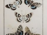 an old print of a group of moths on display in a museum