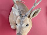 a deer head mounted on a red wall next to a clock