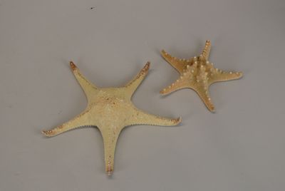 two starfishs that are sitting on a table