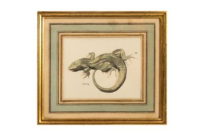 une vieille photo d'un lézard avec un anneau sur le dos