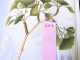 une photo d'un livre sur lequel figure l'image d'une plante