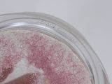 a jar of pink powder with a label on it