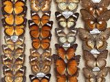 many different types of butterflies in a display case