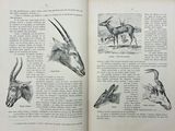 an open book with drawings of animals and birds on it
