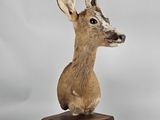 deer head mounted on a wooden base on a white background