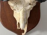 a goat skull mounted on the wall of a house