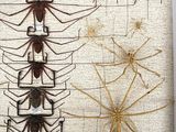 many different types of spiders on the wall